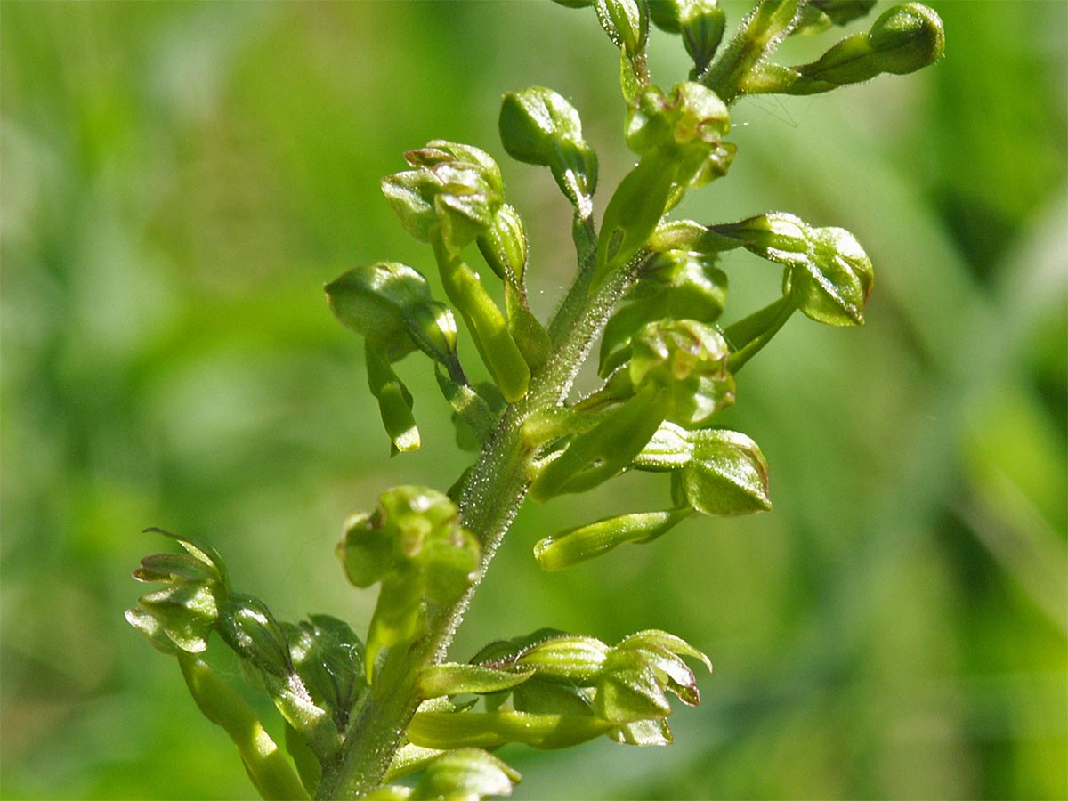 Listera ovata